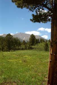 Fowler Cabin meadow